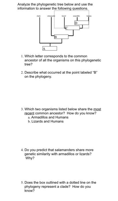 Solved Analyze the phylogenetic tree below and use the | Chegg.com