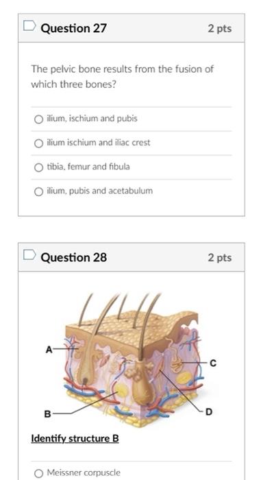 The pelvic bone results from the fusion of which three bones?
ilium, ischium and pubis
ilium ischium and iliac crest
tibia. f