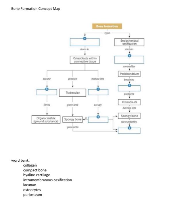 Solved Bone Formation Concept Map Bone formation