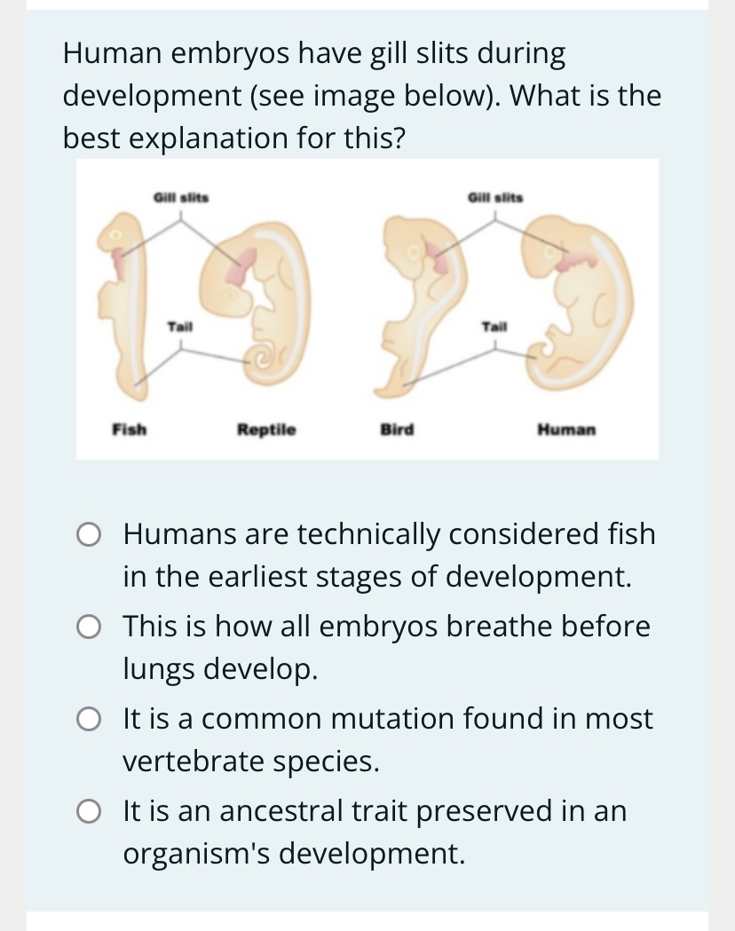 Solved Human embryos have gill slits during development (see | Chegg.com