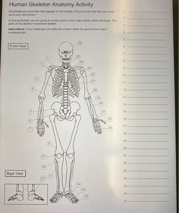 bones of the body worksheet