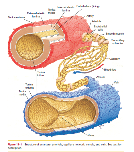 Solved: What tissue is the tunica media made of, and how is this l ...