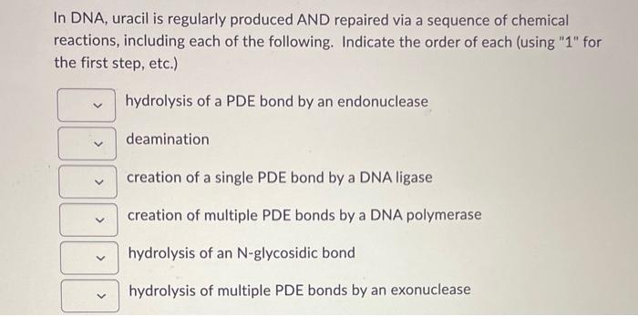 In DNA, uracil is regularly produced AND repaired via | Chegg.com