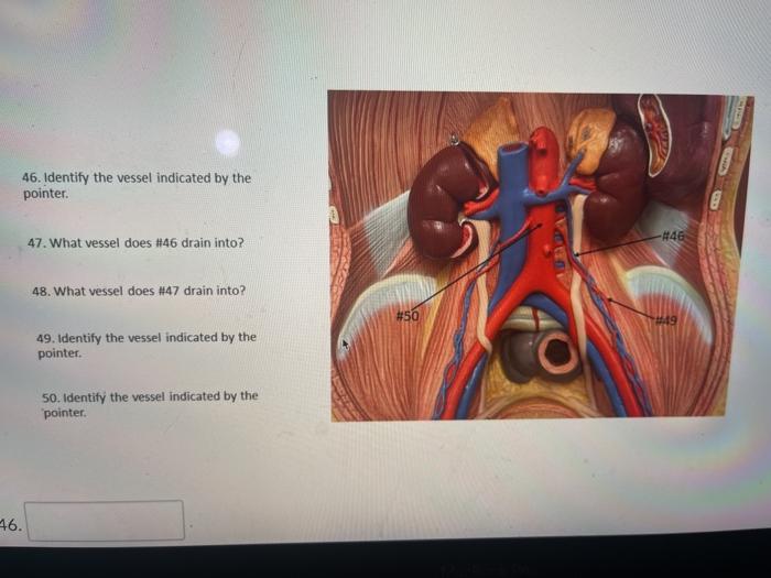 46. Identify the vessel indicated by the pointer. #46 47. What vessel does #46 drain into? 48. What vessel does #47 drain int