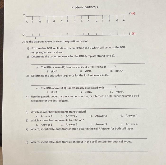 Solved Using the diagram above, answer the questions below: | Chegg.com