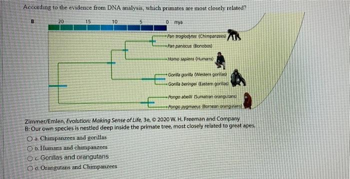 Solved According To The Evidence From DNA Analysis, Which | Chegg.com