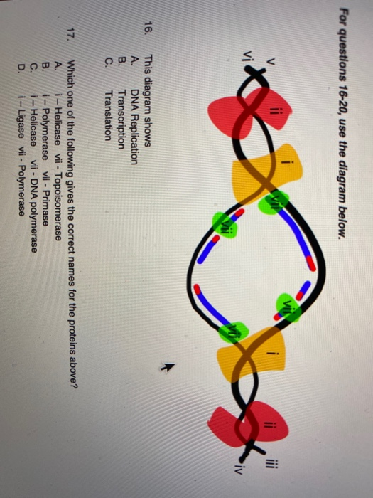 Solved 16. This Diagram Shows A. DNA Replication B. | Chegg.com