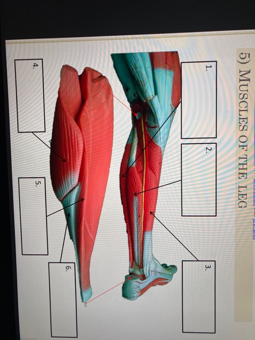 Solved 5) MUSCLES OF THE LEG 1. 2. 3. 6. 4. 5. | Chegg.com