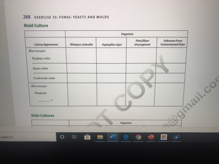 268 EXERCISE 33: FUNGI: YEASTS AND MOLDS Mold Culture | Chegg.com