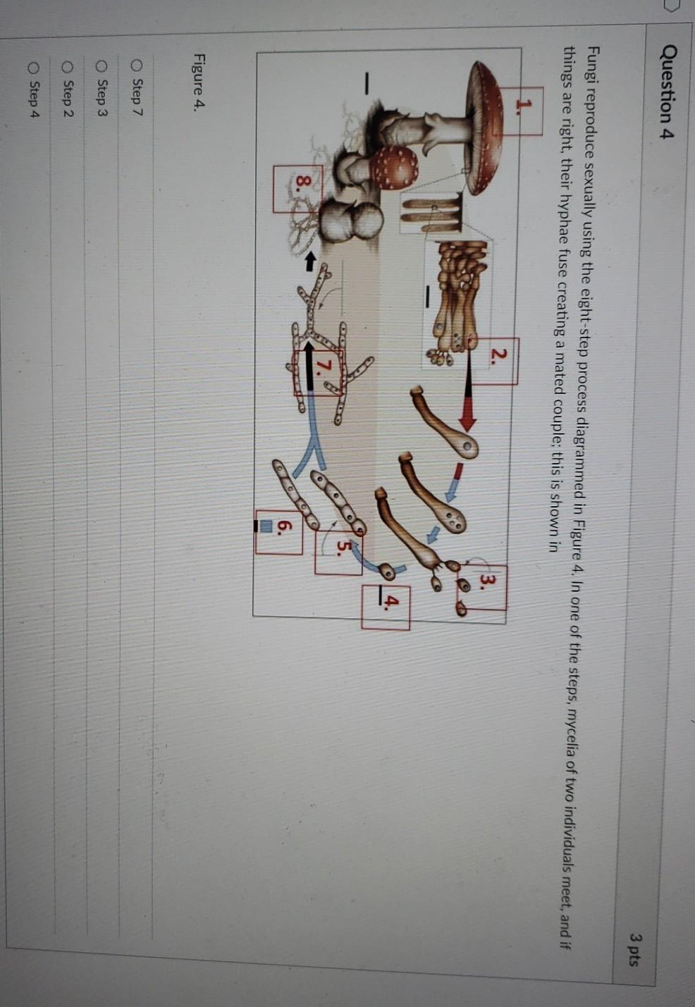 describe the postulates in darwin's theory of evolution by natural selection
