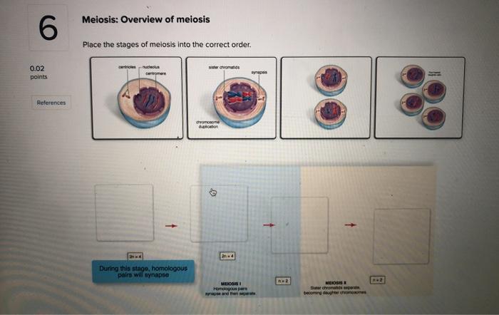 Solved Meiosis: Overview of meiosis 6 Place the stages of | Chegg.com