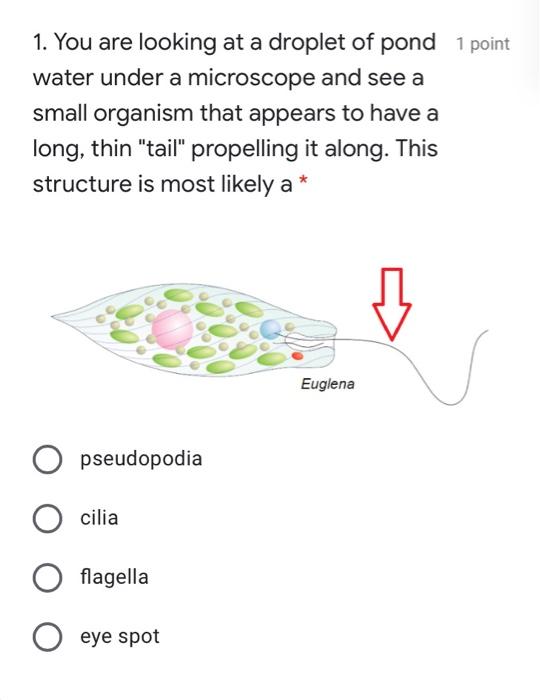 Solved 1. You are looking at a droplet of pond 1 point water