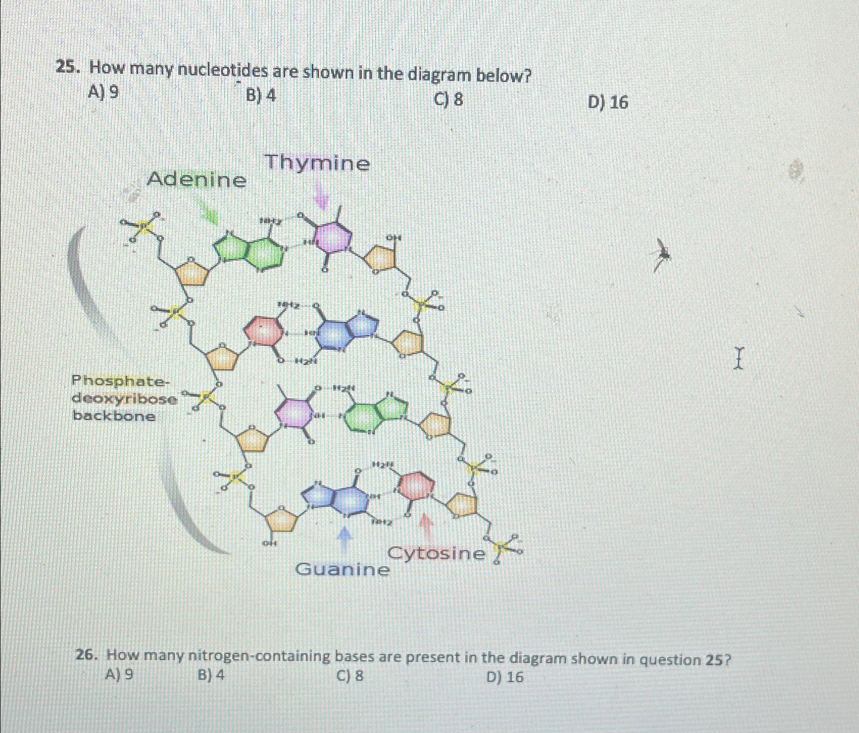 Solved How many nucleotides are shown in the diagram | Chegg.com