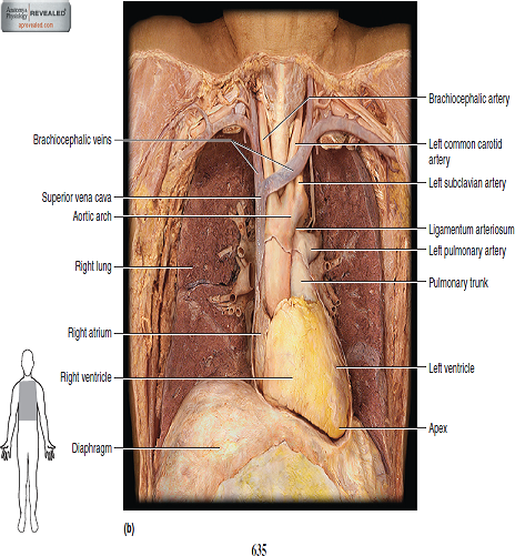 Solved Observe The Human Torso Model And Figures 63 2b And 63 Chegg Com