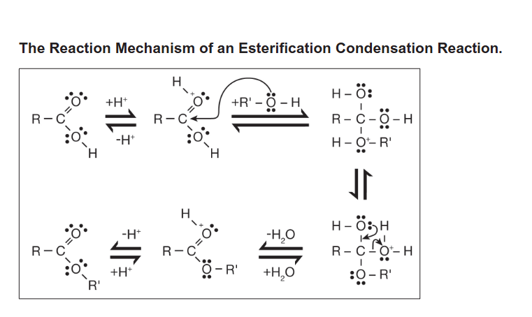 Solved The Reaction Mechanism of an Esterification | Chegg.com
