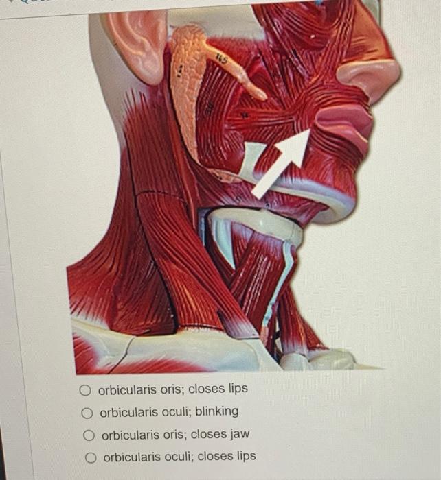 Solved What is the name of the muscle indicated by the Chegg