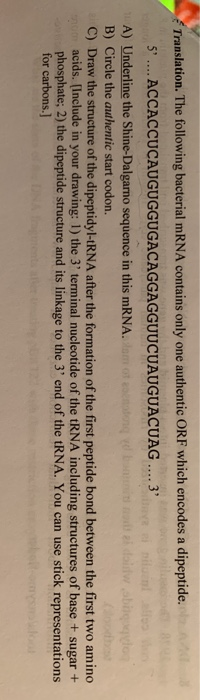 Solved Translation. The following bacterial mRNA contains | Chegg.com