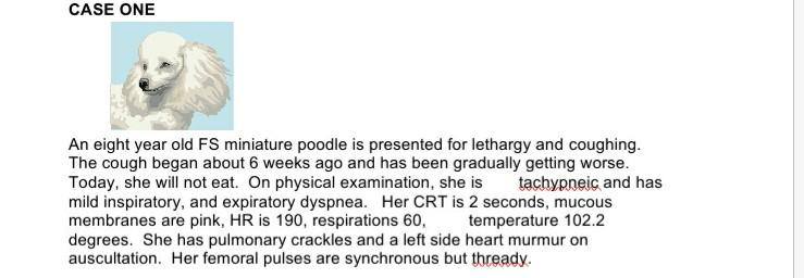 CASE ONE An eight year old FS miniature poodle is presented for lethargy and coughing. The cough began about 6 weeks ago and