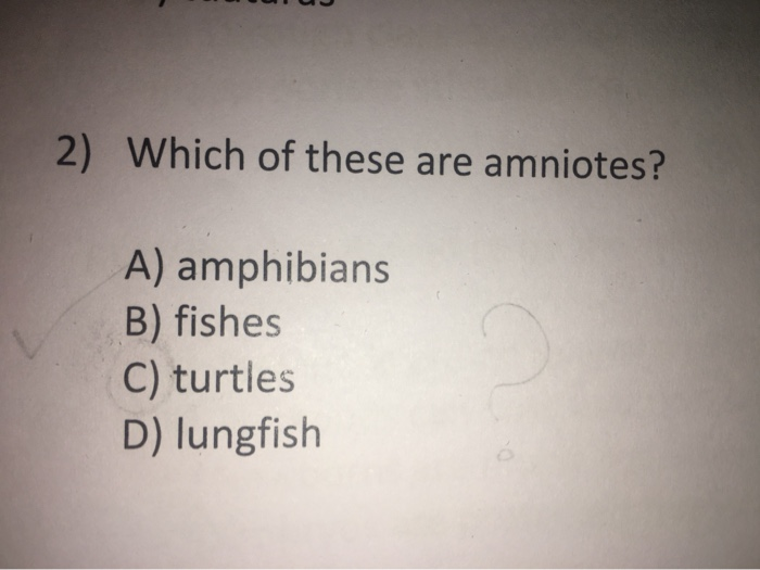 Solved 2) Which of these are amniotes? A) amphibians B) | Chegg.com