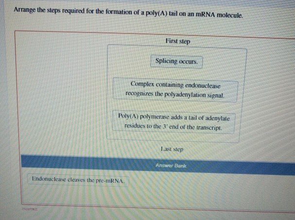 Solved Arrange the steps required for the formation of a | Chegg.com