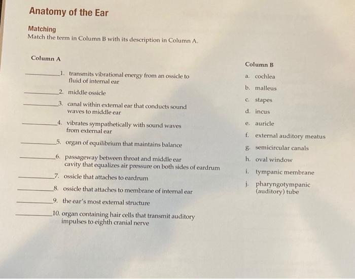 Solved Anatomy of the Ear Matching Match the term in Column | Chegg.com