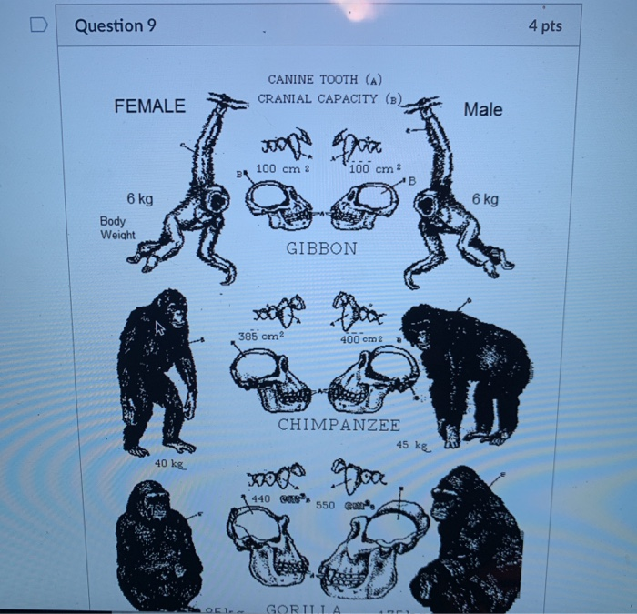 Solved Question 6 4 pts 1. Chimpanzee diet is one of the | Chegg.com