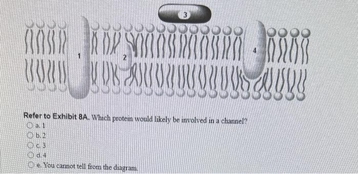 solved-refer-to-exhibit-8-a-which-protein-would-likely-be-chegg