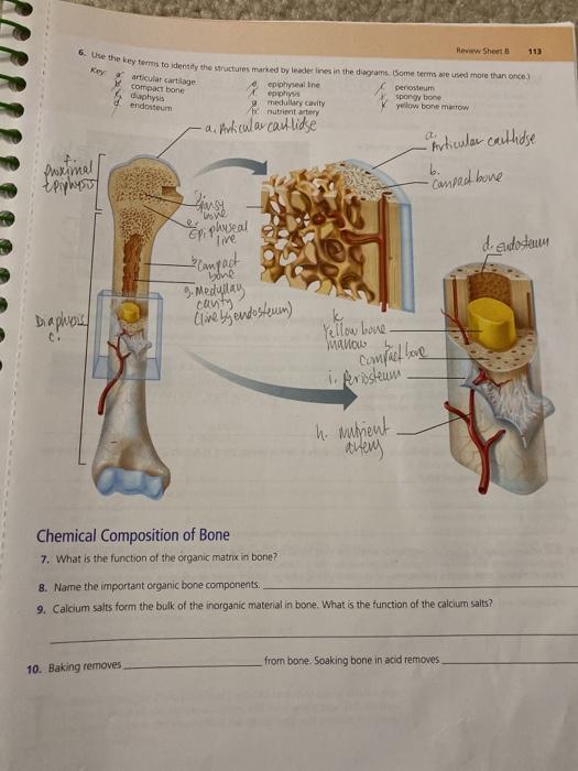  Portion Of The Review Sheet In Master As Exercise Chegg 