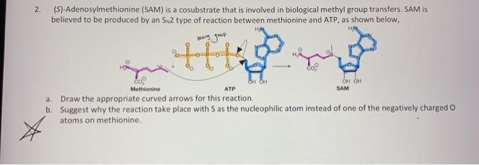 Solved 2. (S)-Adenosylmethionine (SAM) is a cosubstrate that | Chegg.com