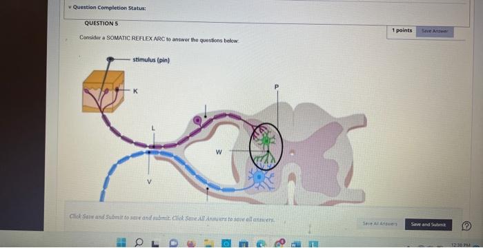 Solved Considar a SOMATIC REFLEX ARC to answer the questans | Chegg.com