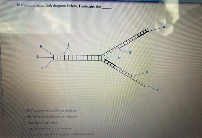 Solved In the replication fork diagram below, I indicates | Chegg.com