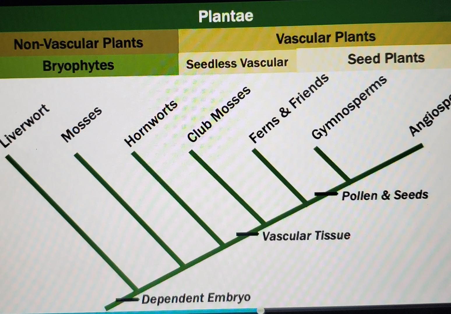 Solved Consider the following terms bryophytes, seedless