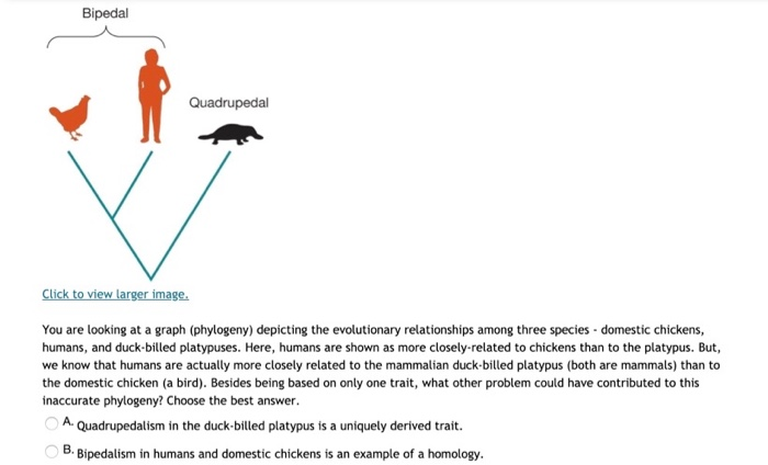 duck billed platypus evolution