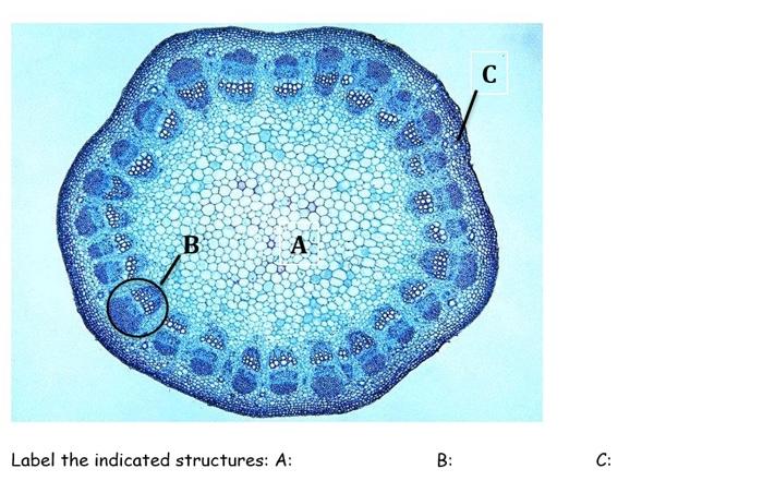 Solved C B В A Label the indicated structures: A: B: C: | Chegg.com