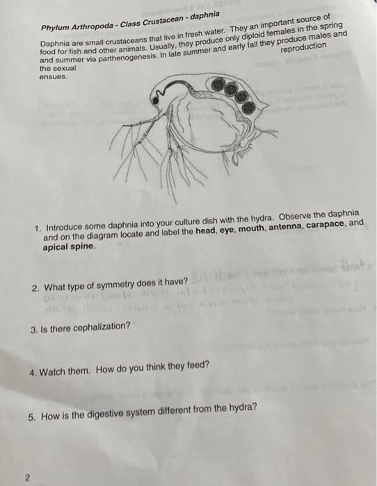 Invertebrates are a polyphyletic group of animals | Chegg.com