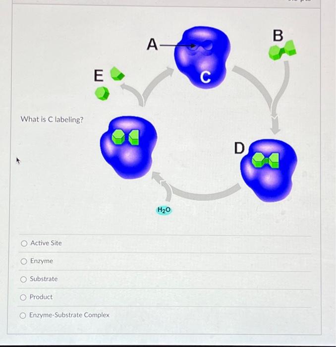 Solved What is C labeling? Active Site Enzyme Substrate