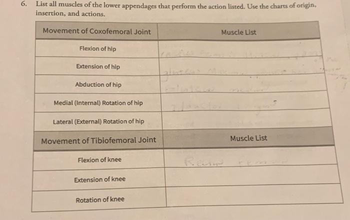 solved-list-all-muscles-of-the-lower-appendages-that-perform-chegg