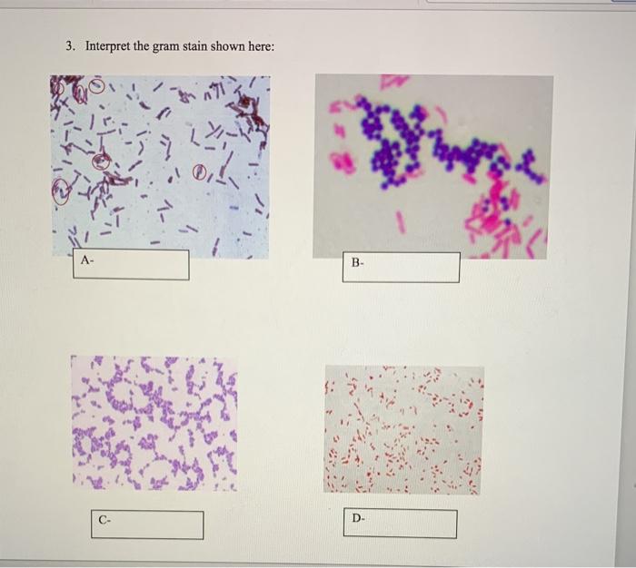 gram stain microscopic morphology