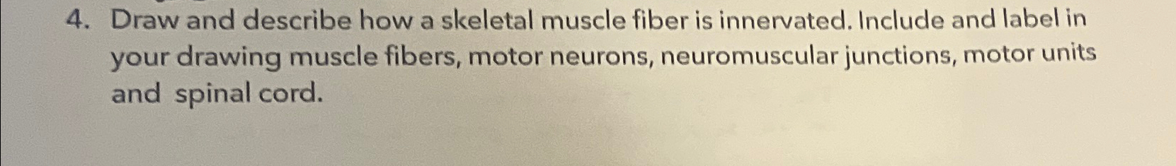 Solved Draw and describe how a skeletal muscle fiber is | Chegg.com