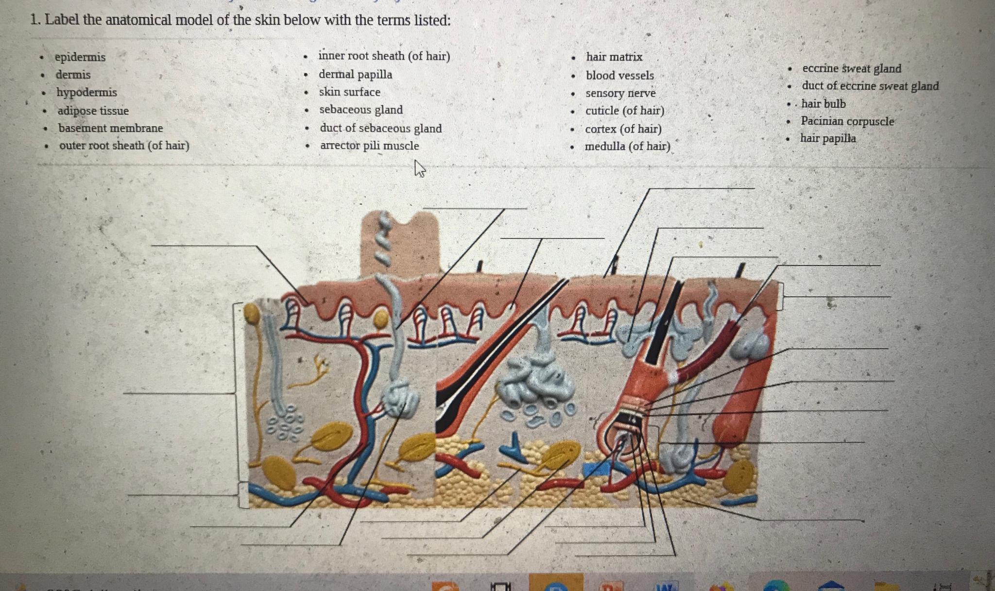 Solved Label the anatomical model of the skin below with the