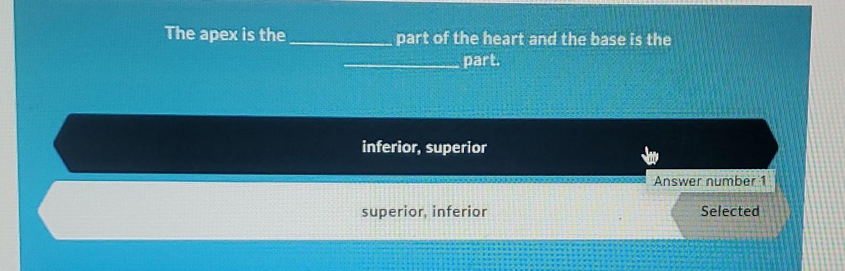 the base is the pointed inferior part of the heart