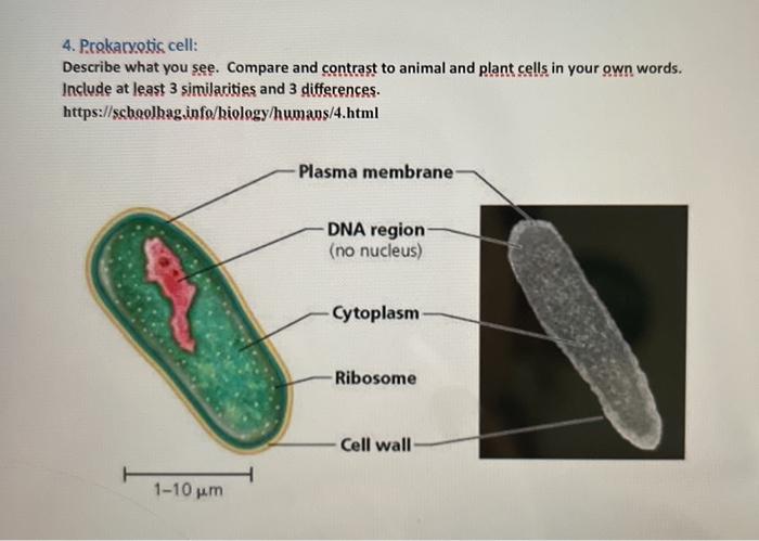 prokaryotic plant cell