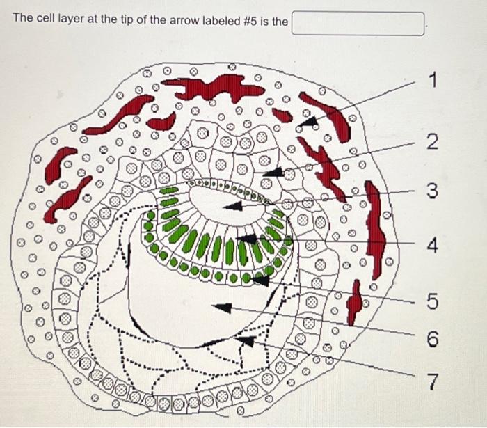 Solved The cell layer at the tip of the arrow labeled \\( | Chegg.com