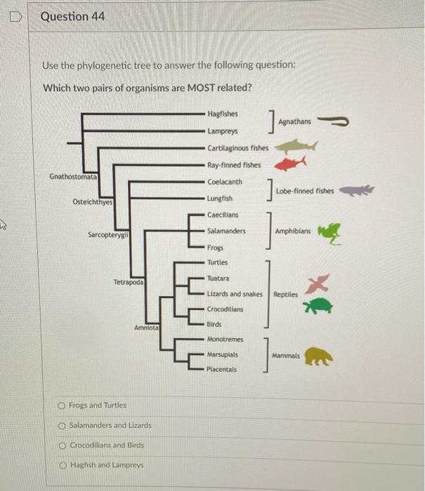 Solved Question 44 Use the phylogenetic tree to answer the | Chegg.com