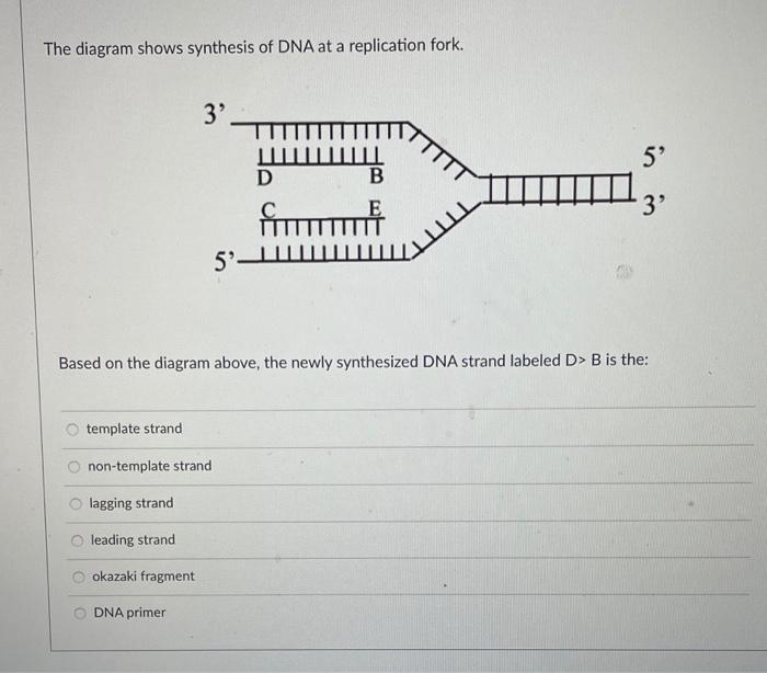 Solved The diagram shows synthesis of DNA at a replication | Chegg.com