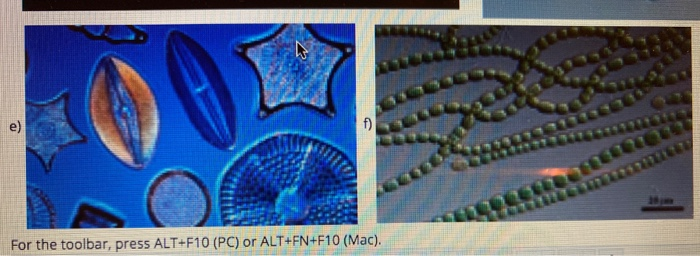 Solved QUESTION 6 Identify Each Of The Following Organisms | Chegg.com