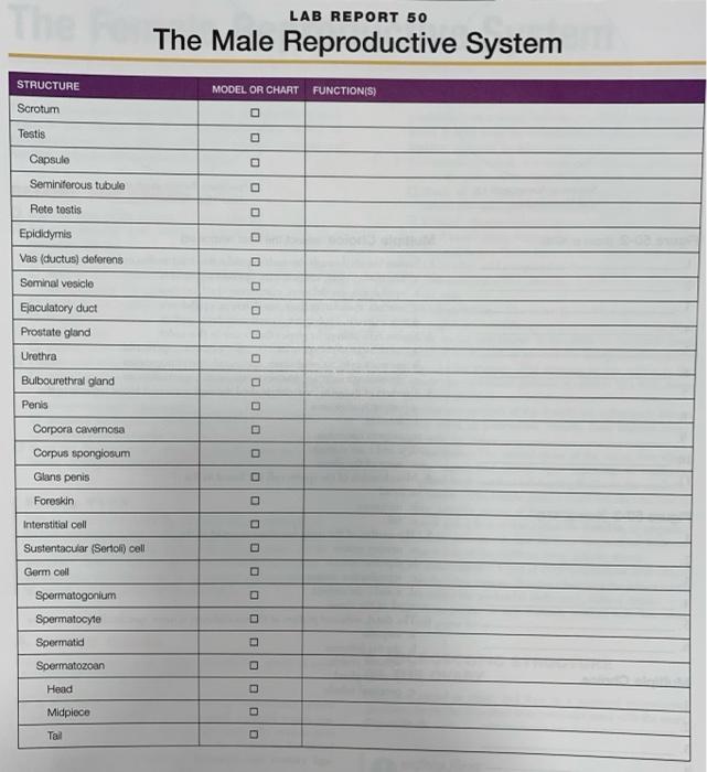 solved-lab-report-50-the-male-reproductive-system-structure-chegg