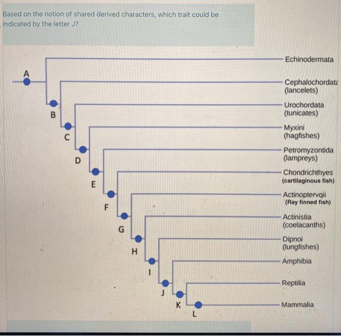 Solved Based on the notion of shared derived characters, | Chegg.com
