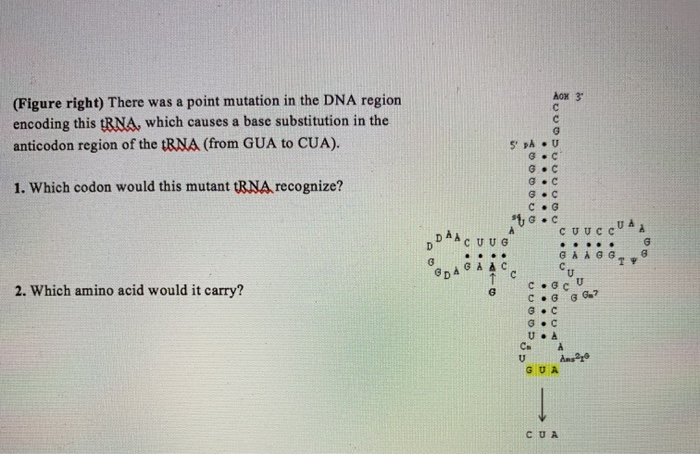 Solved (Figure right) There was a point mutation in the DNA | Chegg.com