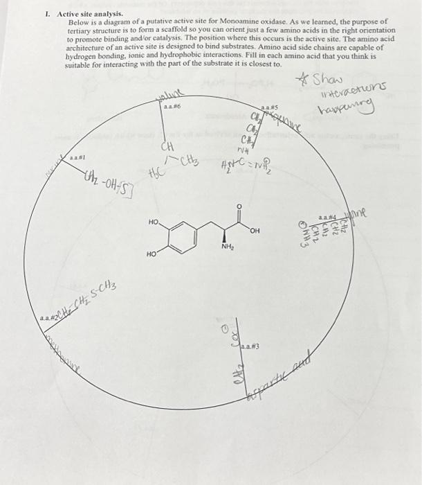 Solved I. Active site analysis. Below is a diagram of a | Chegg.com